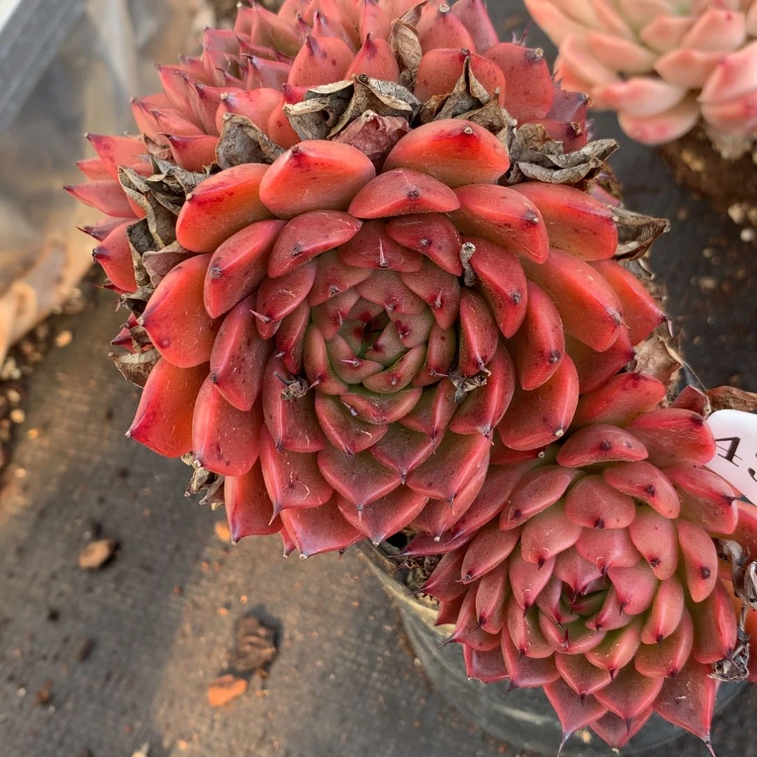 4369杂交多肉老桩