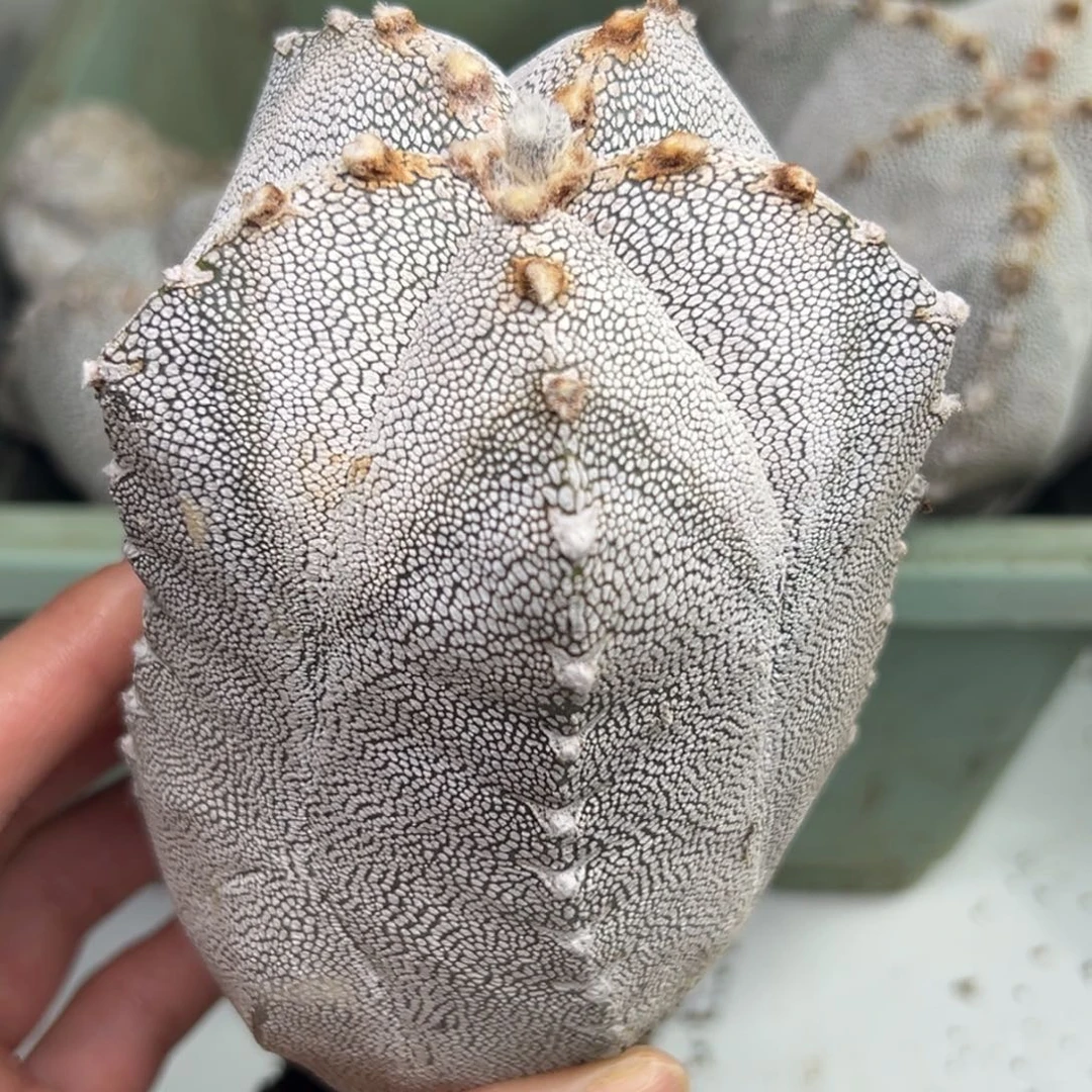 349 仙人球的比赛将于