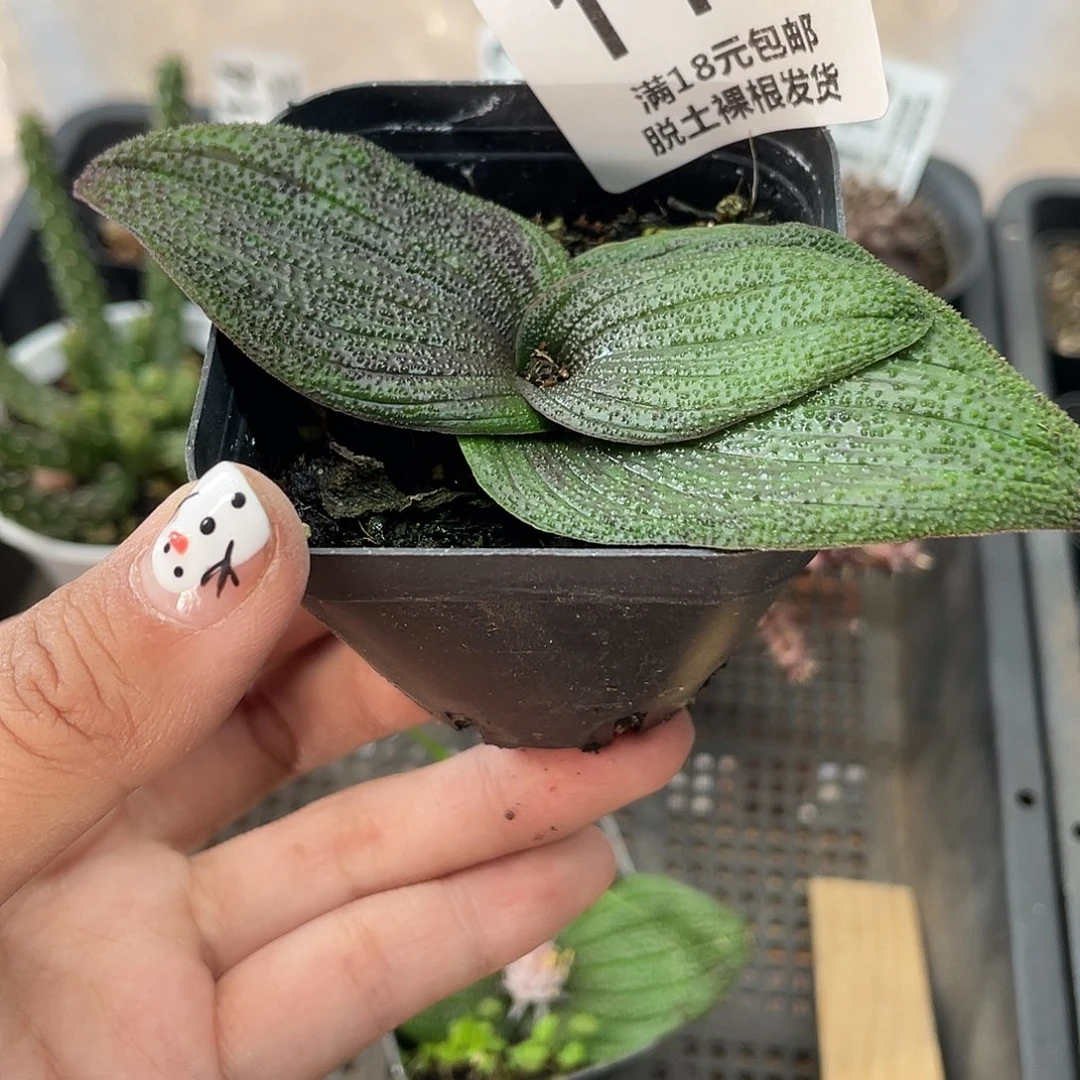 118紫镜（满18元包邮）