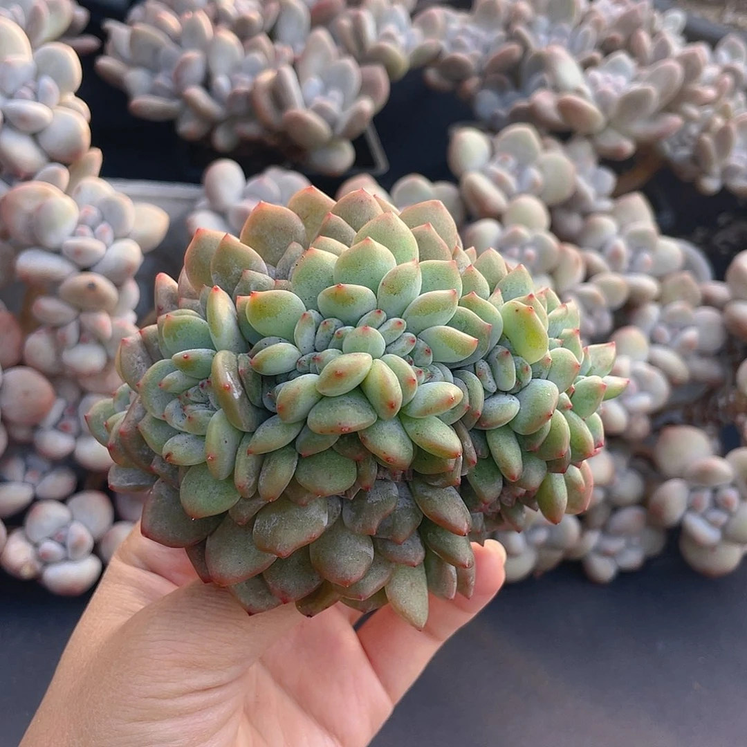 星影缀化尺寸11cm