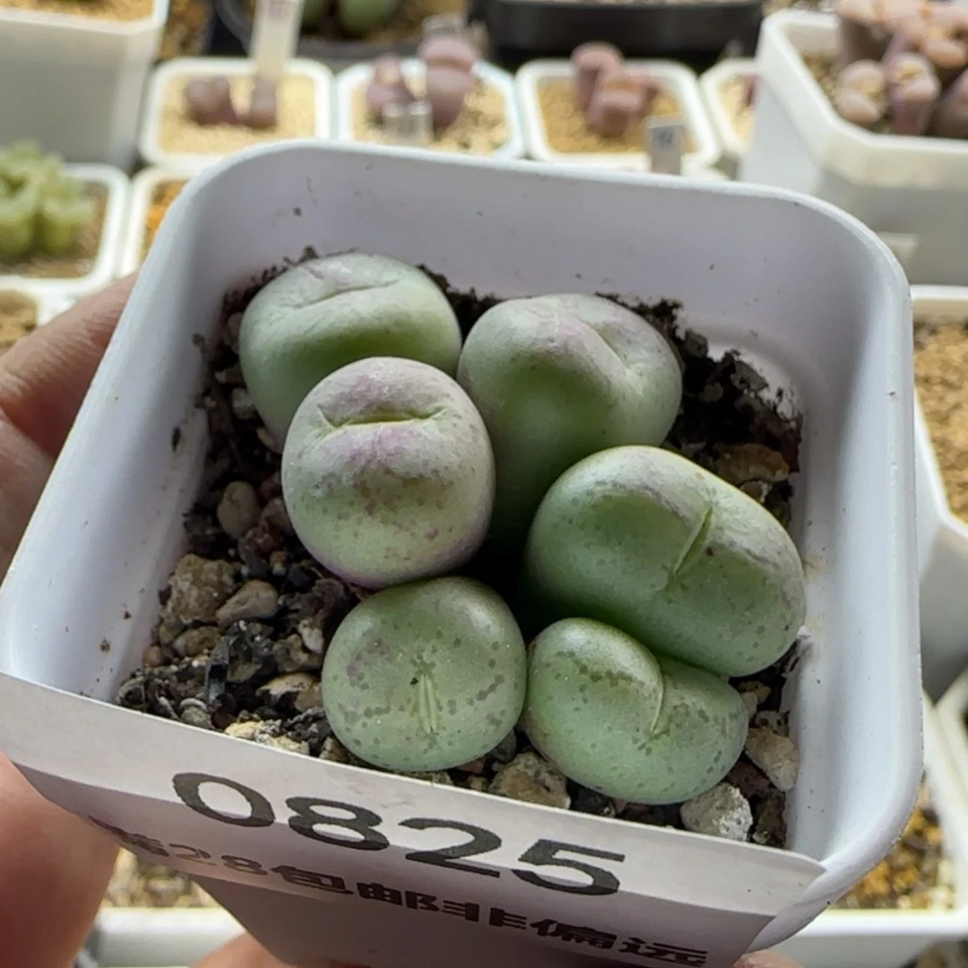 【闪购商品】爱***的0825