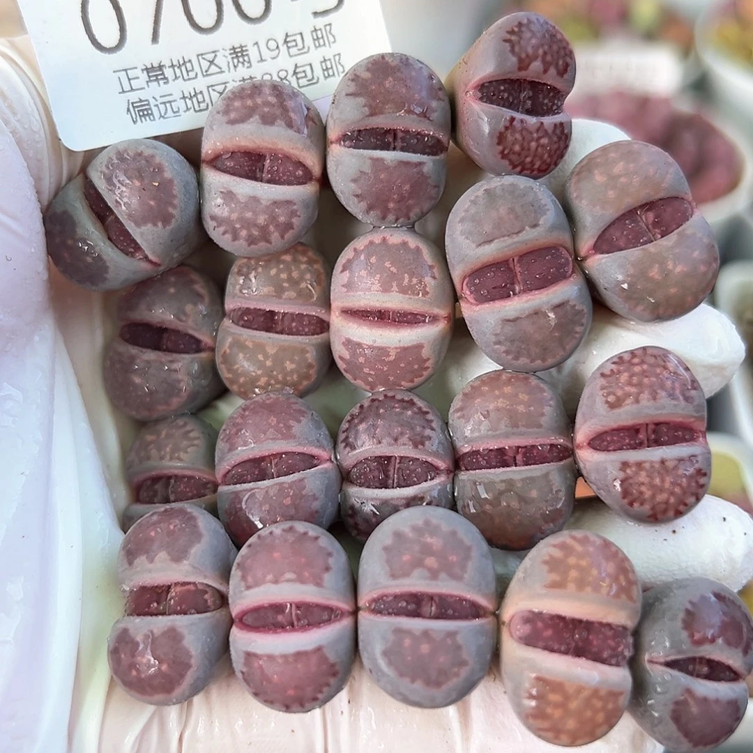 好养易活生石花大母本0700共19颗