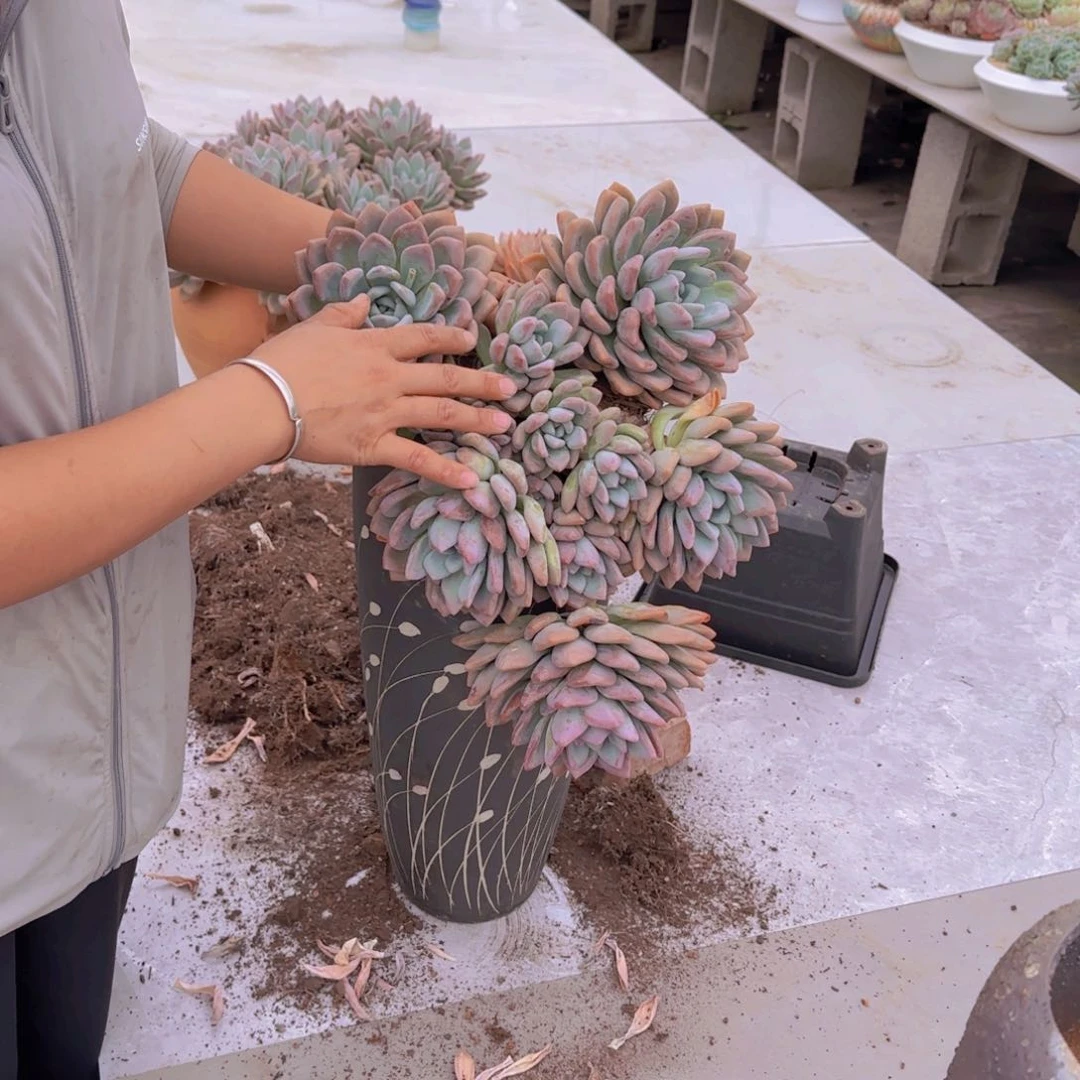 ?****李爱理不理奥普多肉植物