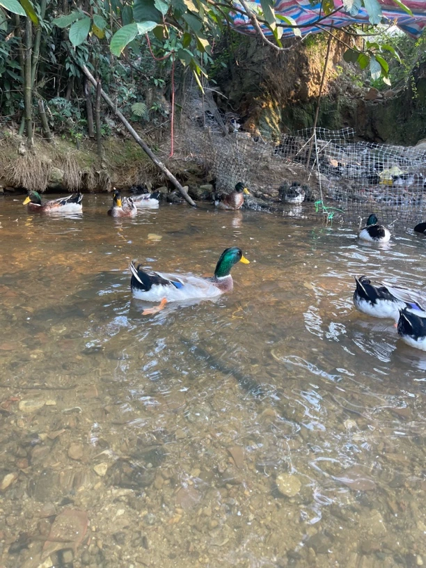 青头鸭 山水农家青头鸭 五谷杂粮喂养 200天以上