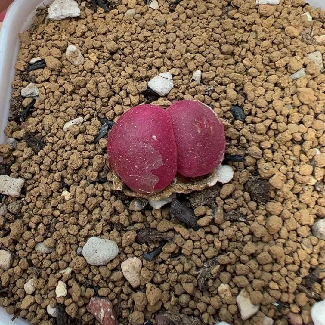 215双头灯泡带盆土发货