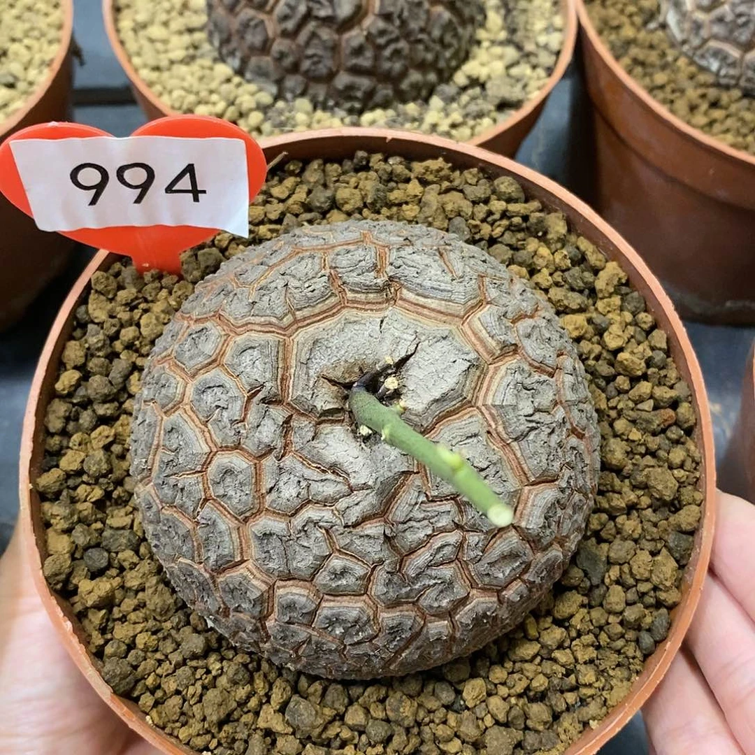 8.9 cm南非龟甲龙龟甲龙