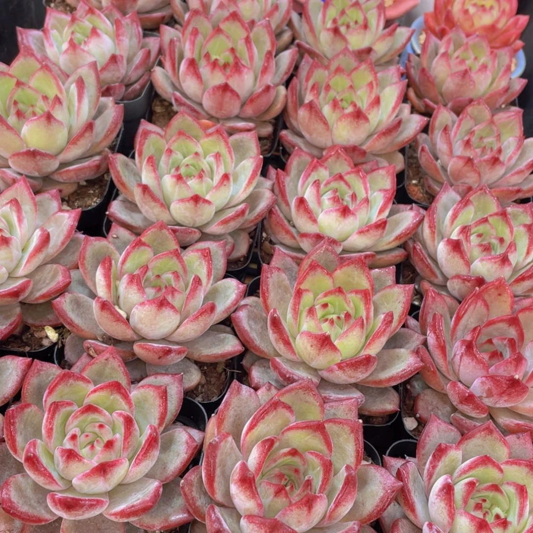 量拍137号 夜魔侠单头一个