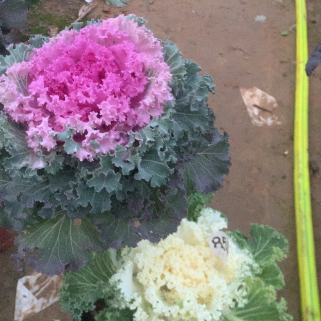 3303甘蓝多多肉植物