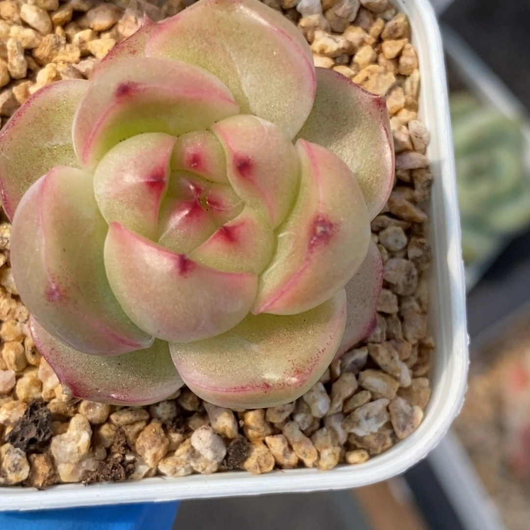 220东篱下多肉植物盆栽