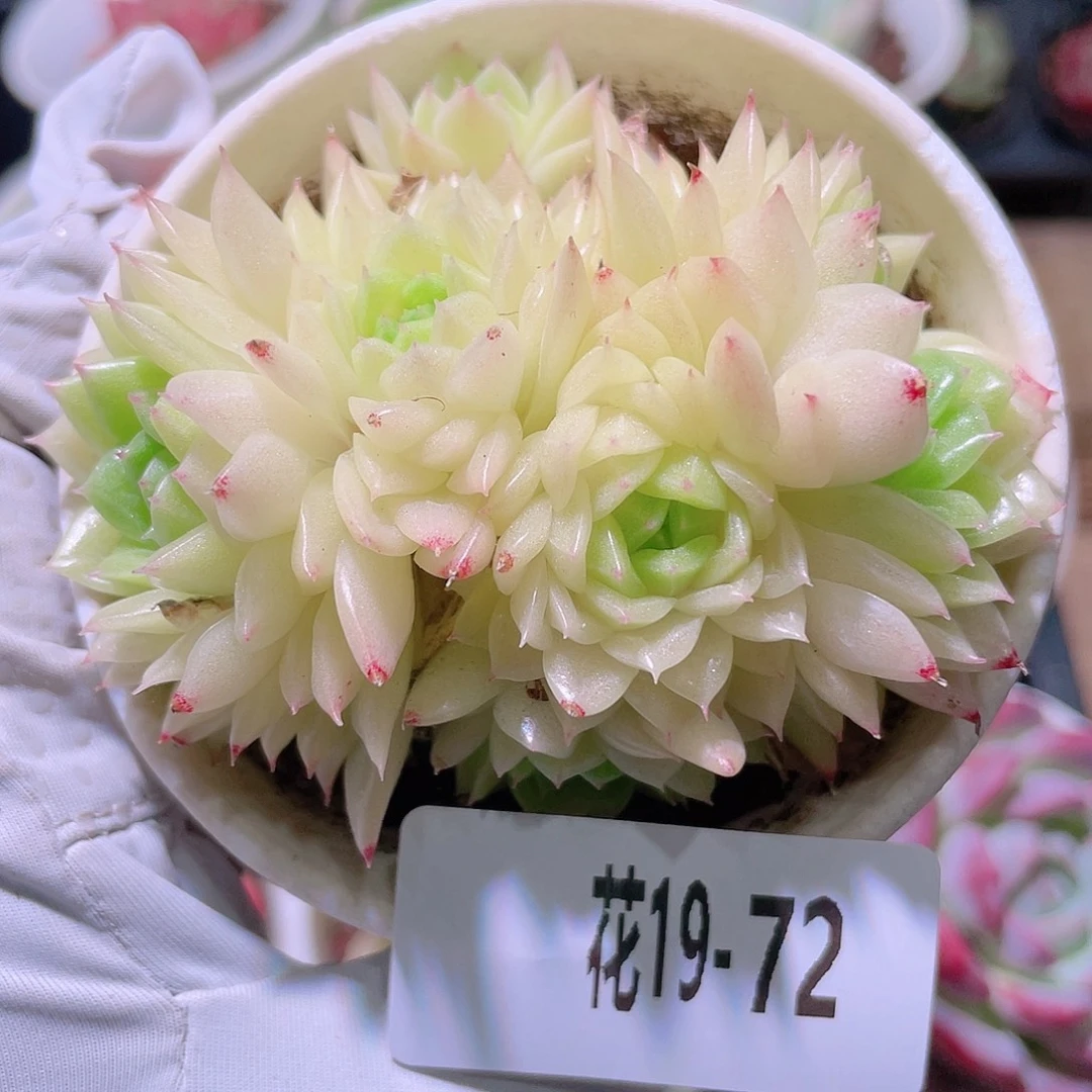 花利美19-72麦秆群