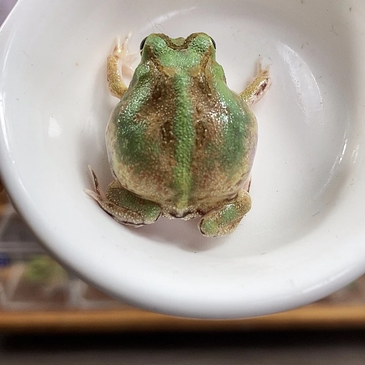 角蛙323号波子角蛙