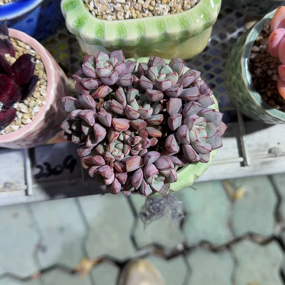 蓝宝石带盆多肉植物