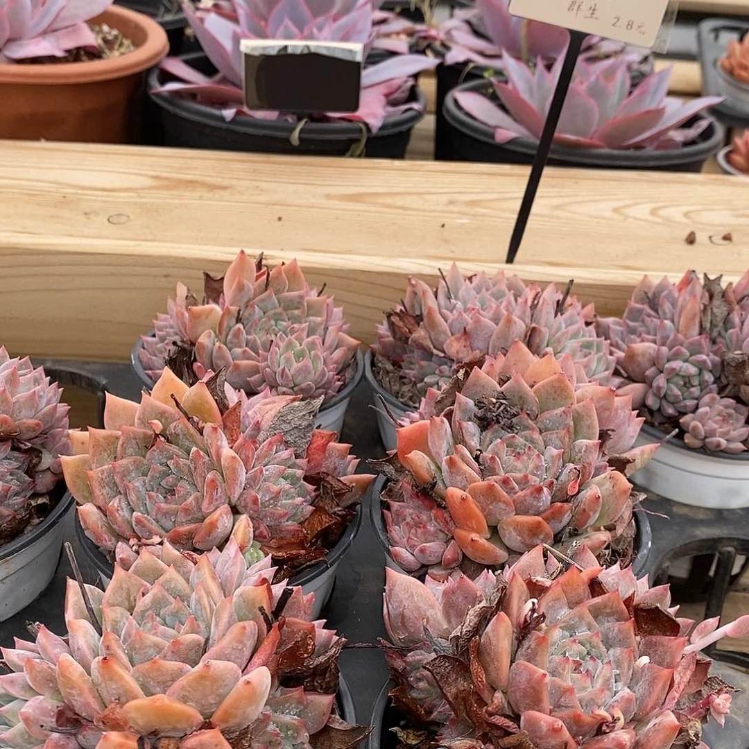 116霜花群生 福利多多