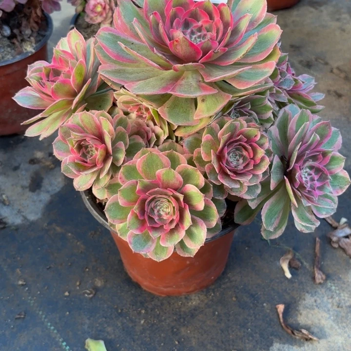 瑞妈多肉园艺929云荷