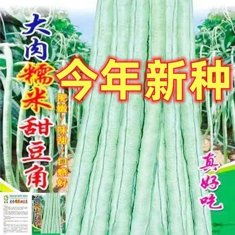 【全店满5包包邮】大肉甜豆角种子白长豆角籽糯米四季播白玉长豇豆