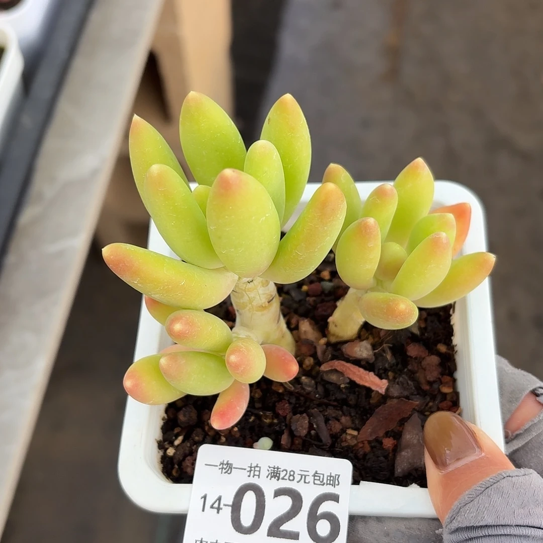 金蝉无盆土发货无