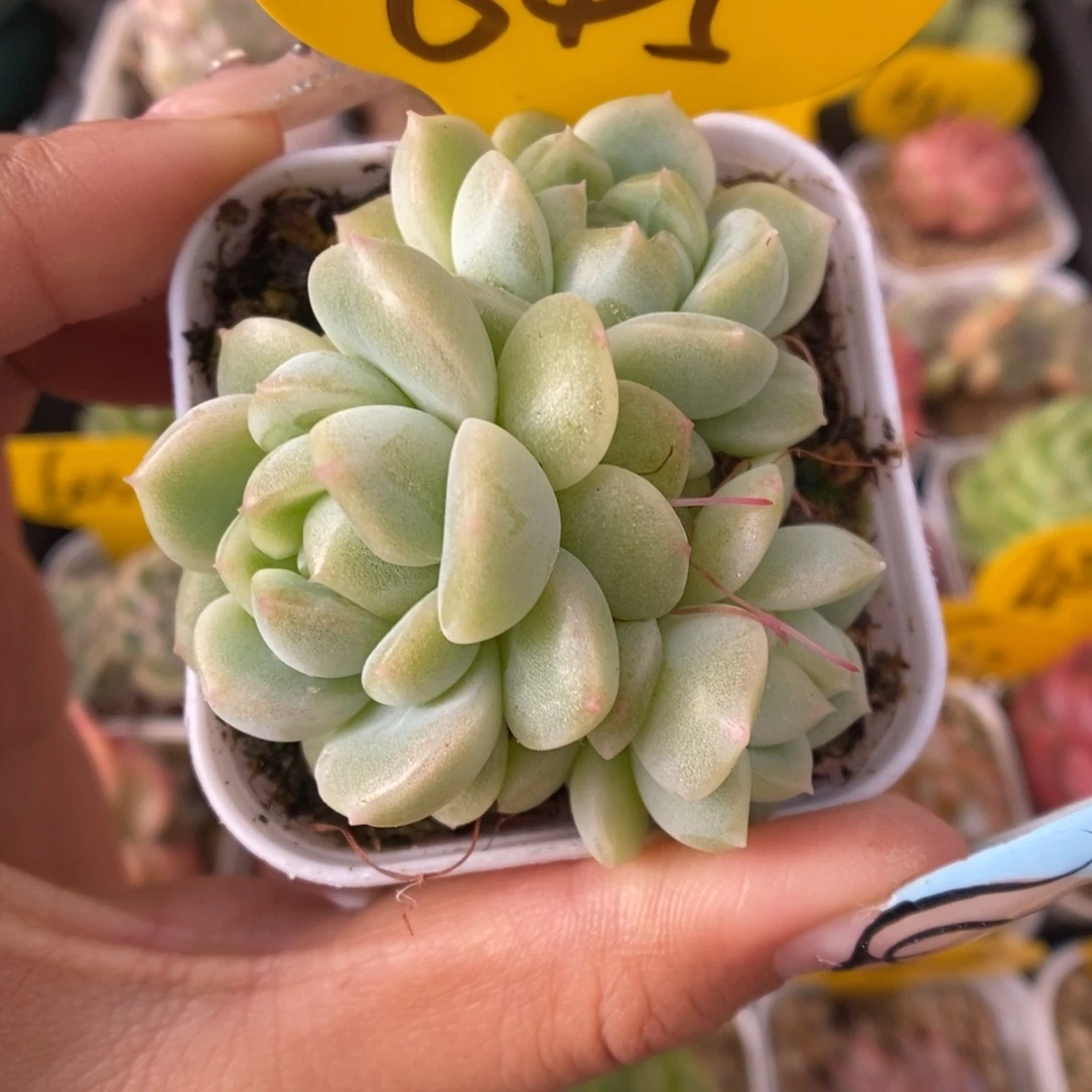 奶油财富群生645号