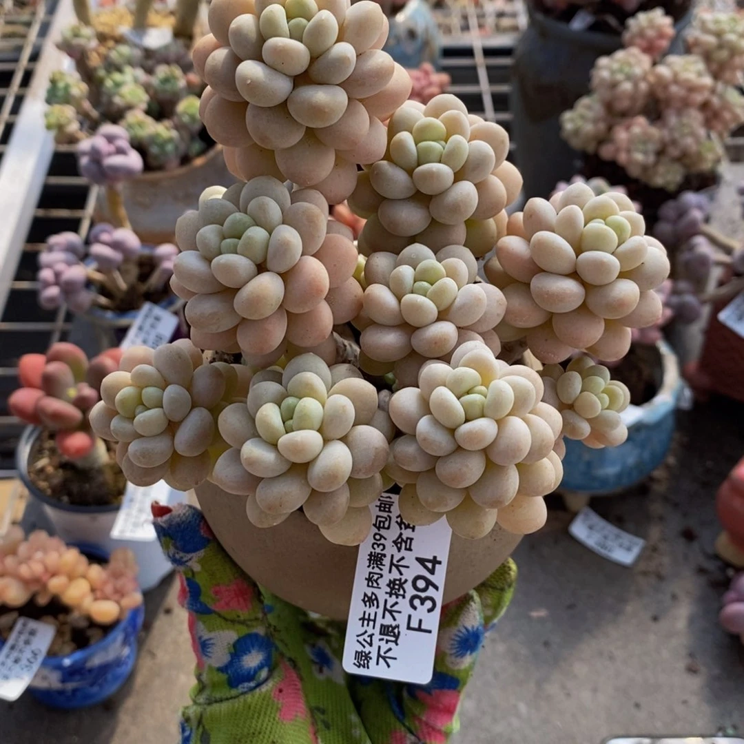 匆****?洛可可394/10cm多肉