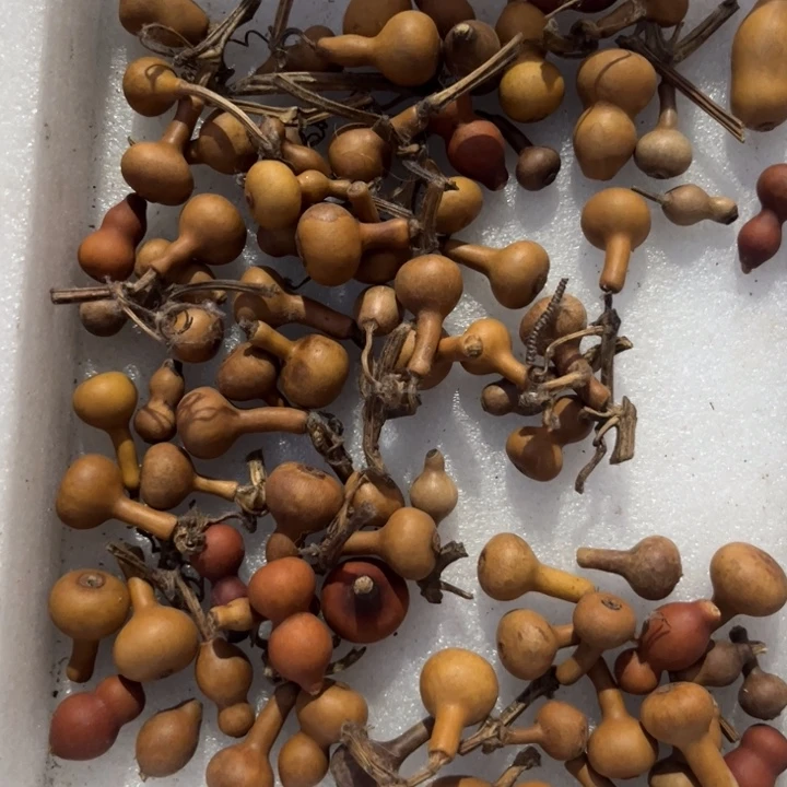 努****鱼Hhhhhhhhhhhh