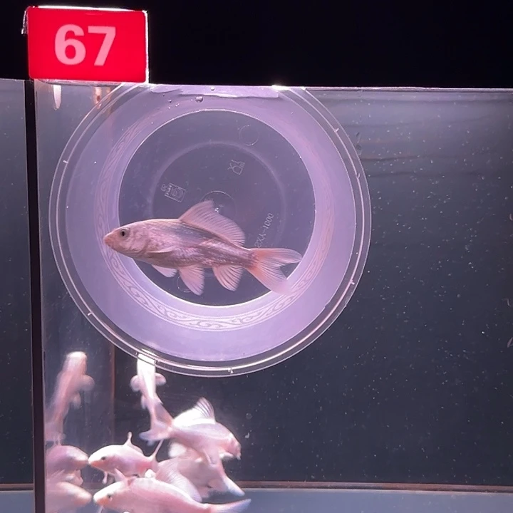 海水鱼67号蝴蝶鲤1