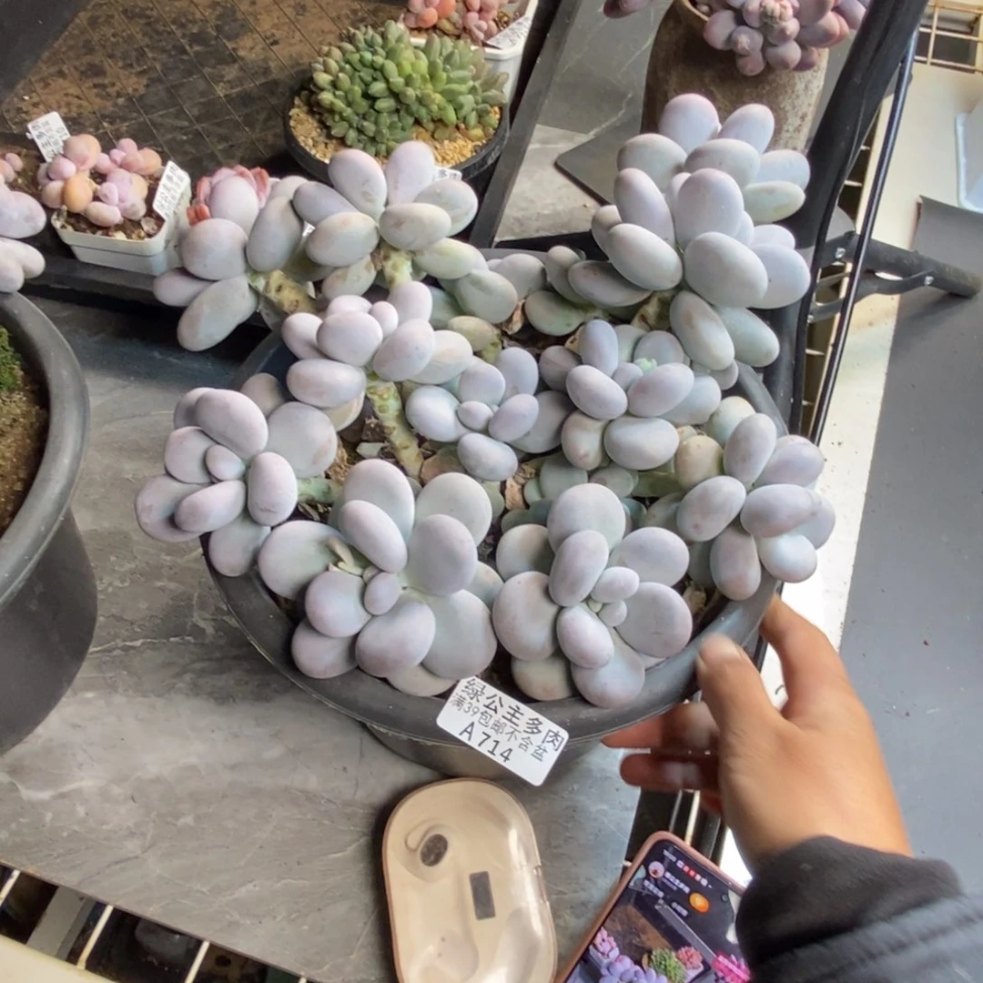 714芭比奶多肉30c m