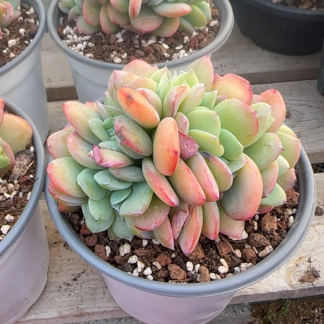 白凤缀化五十包邮