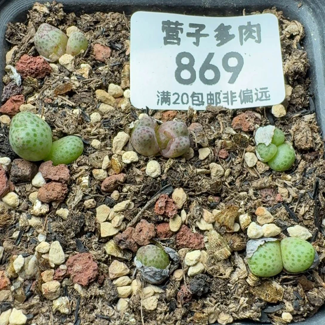 龙猫斑马带盆土。