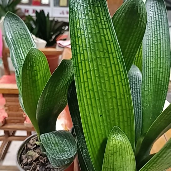 无花朵4个花，花，花