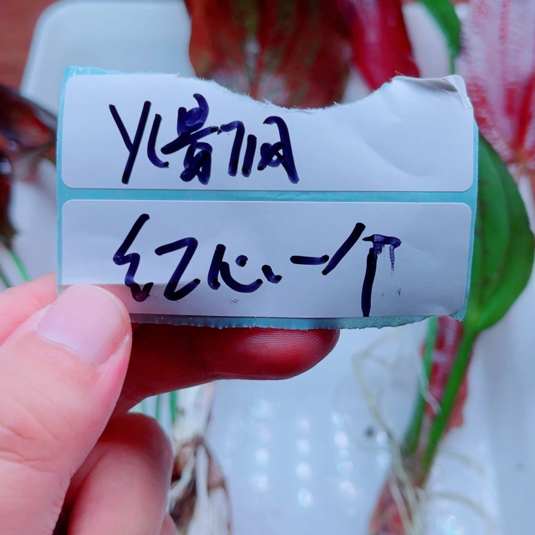 火***风美小呆哇塞套餐一份