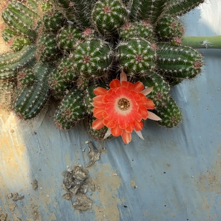 矮胖白檀832侧芽一个