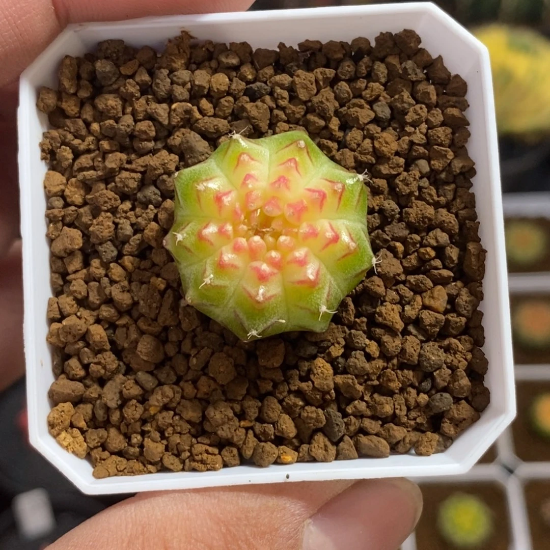 轮回—带盆土发货49