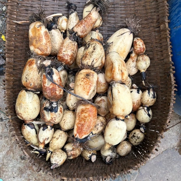 莲藕新鲜现挖重庆农村农家自种新鲜莲藕