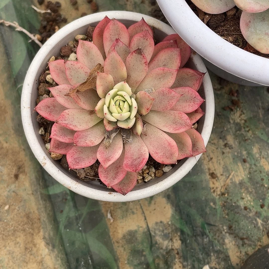 窝***乖不知道啥锦一物一拍