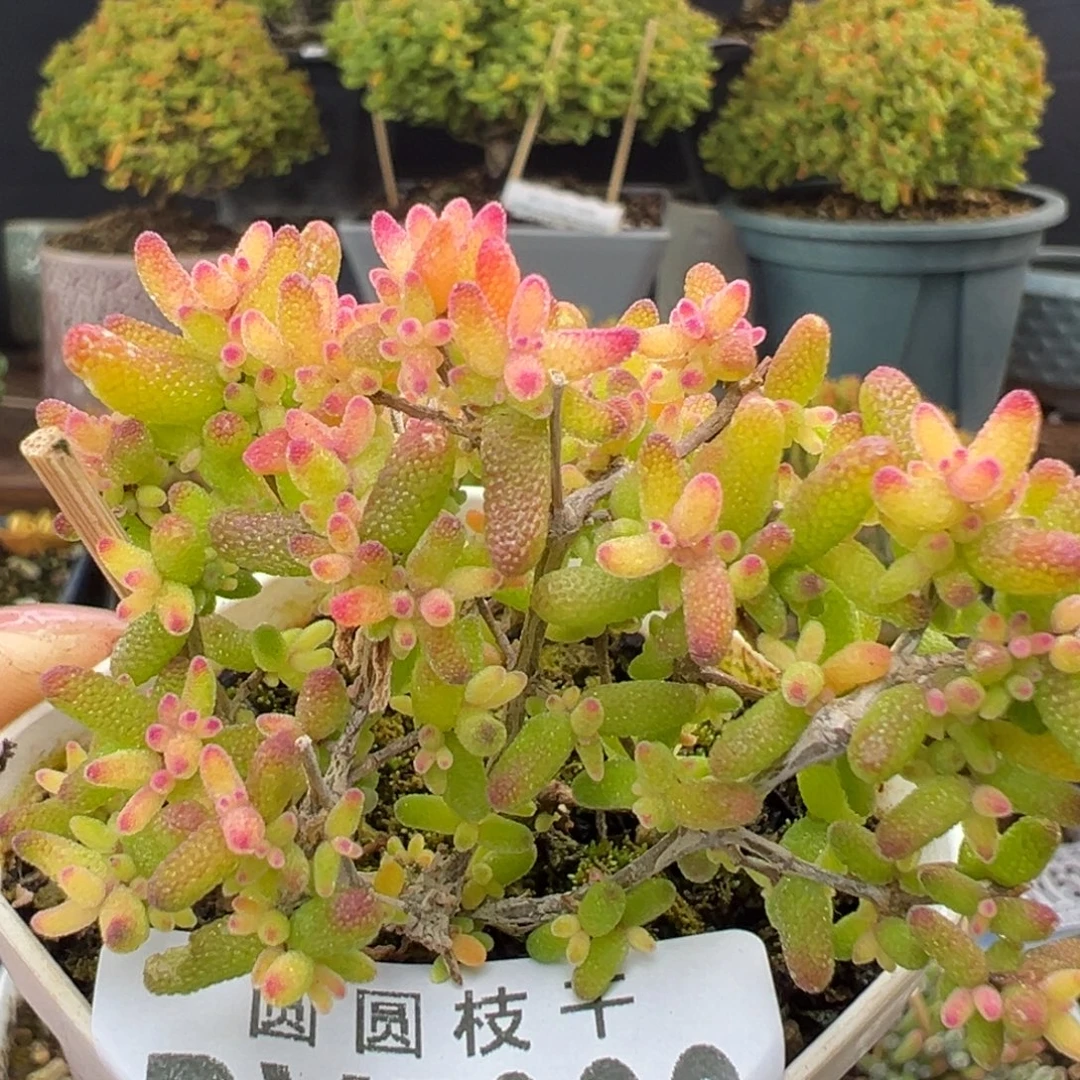 dy5333小老桩糖球黄化锦盆口5cm