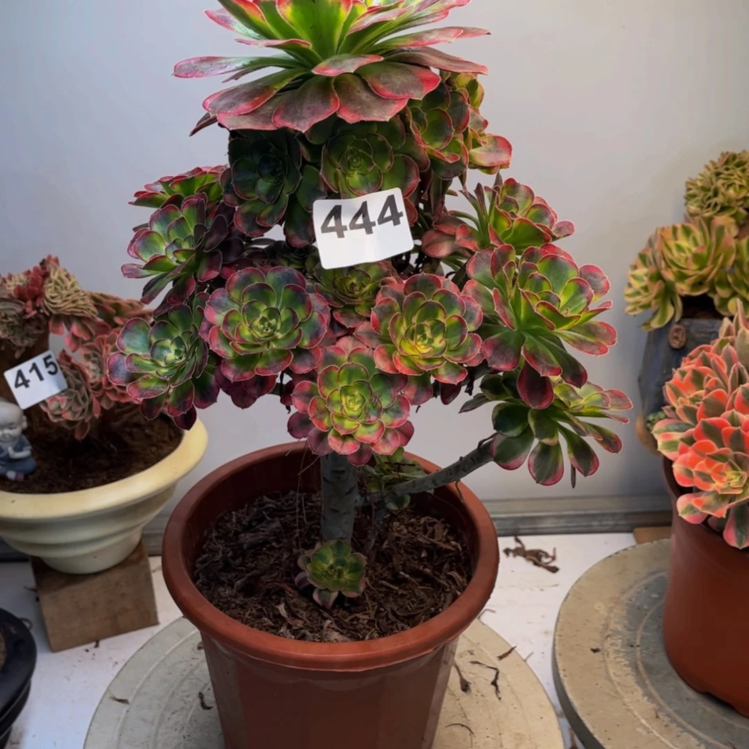 多肉植物冰激凌444