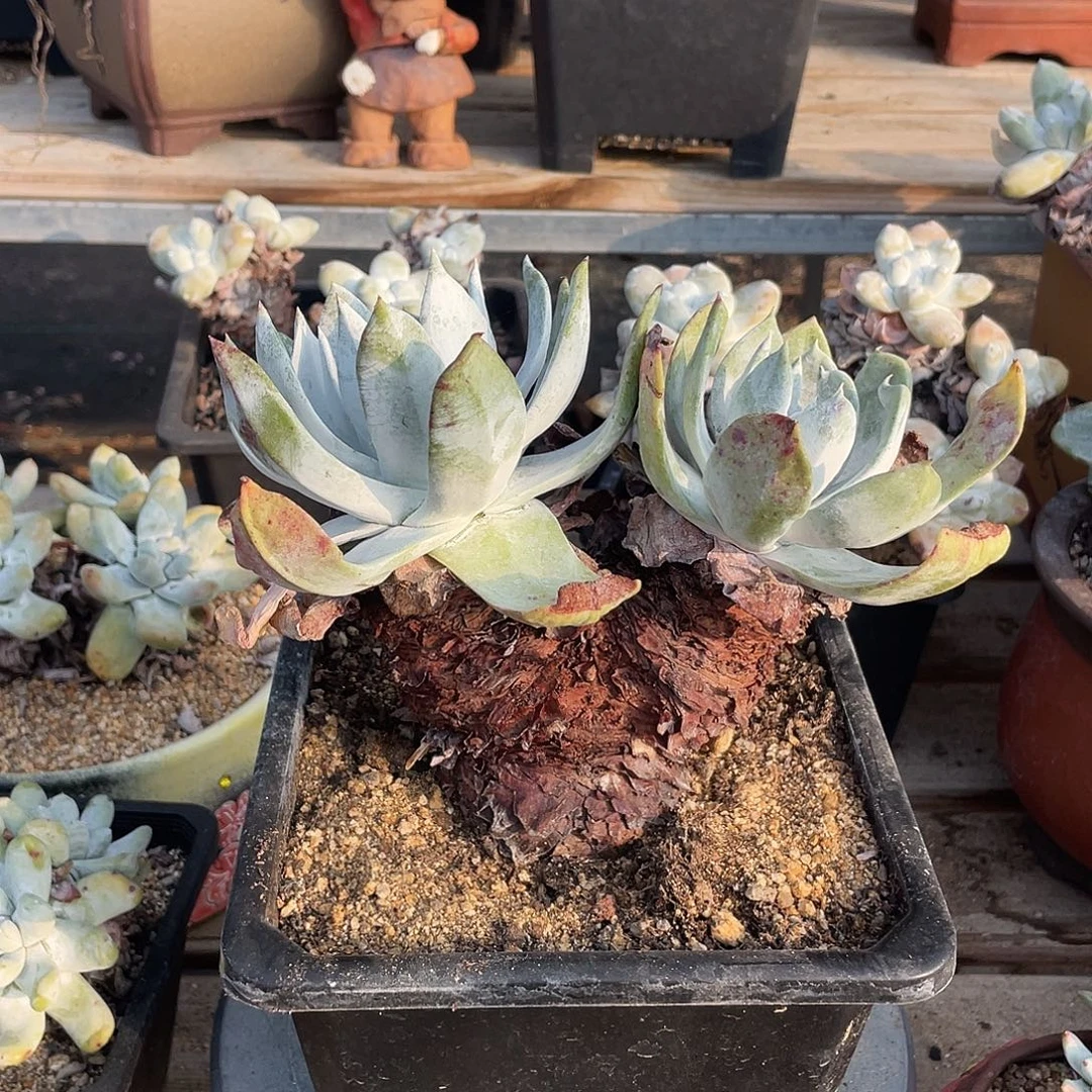 晨溪园艺仙女杯呀