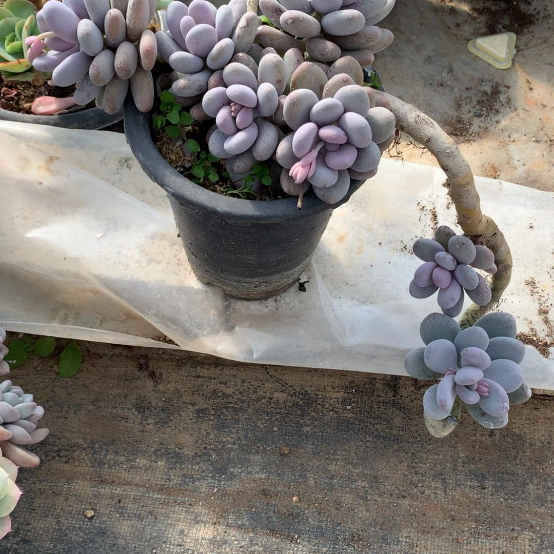 桃美人多肉一物一拍