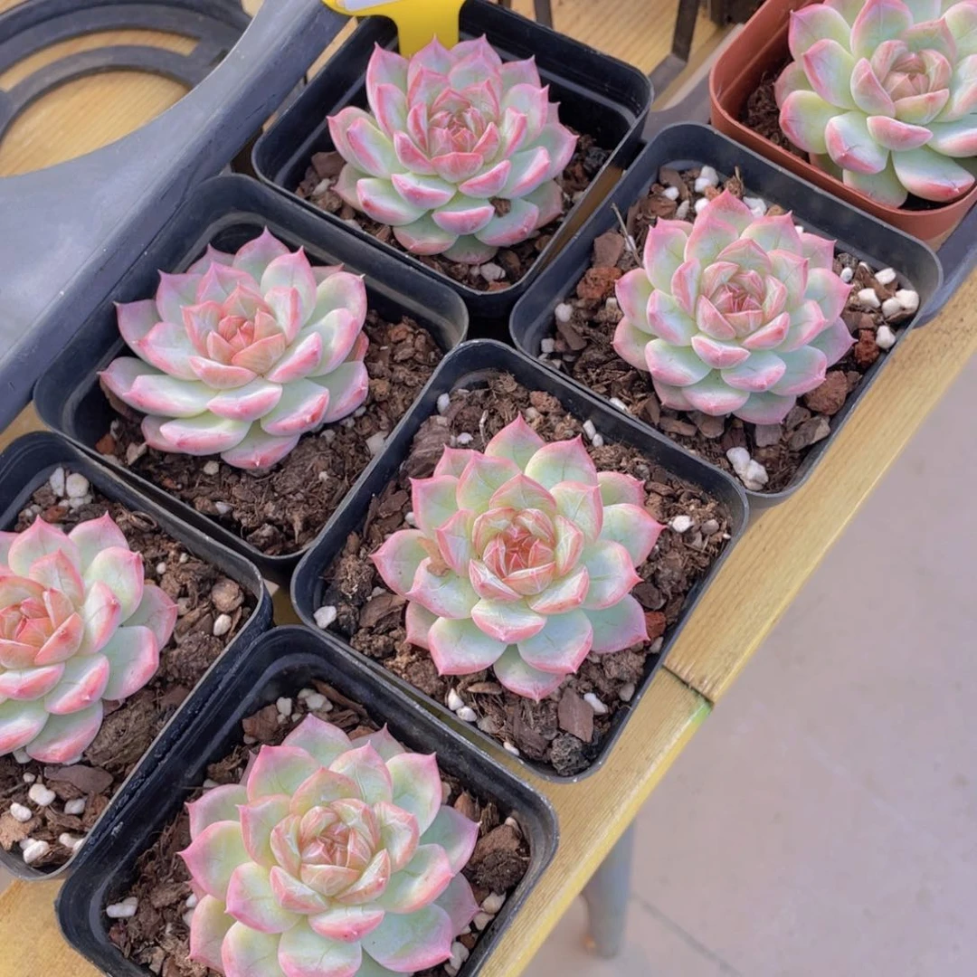 79号 钻石糖心玫瑰仙子单头一个