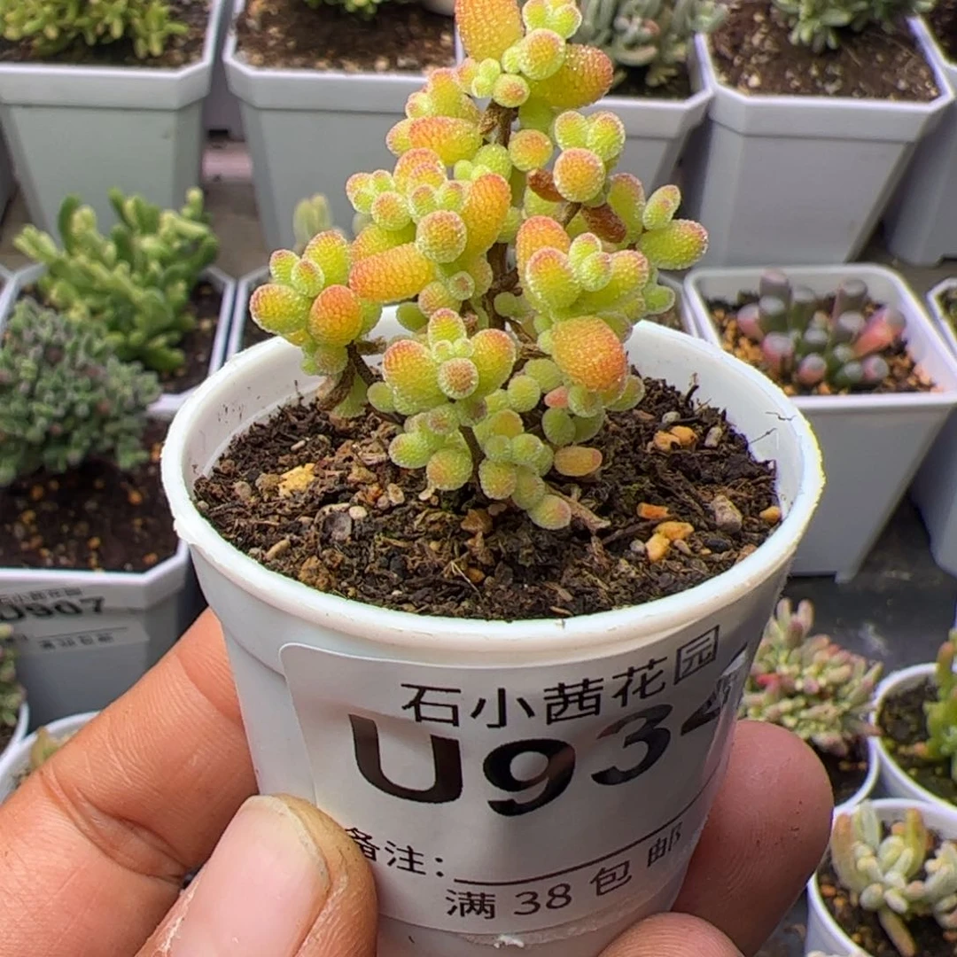 多肉植物枝干金桔