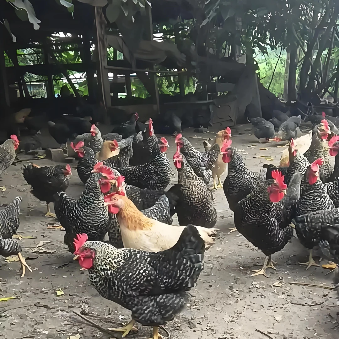 山地放养300天卢花母鸡，手工拔毛现宰真空包装顺丰冷链