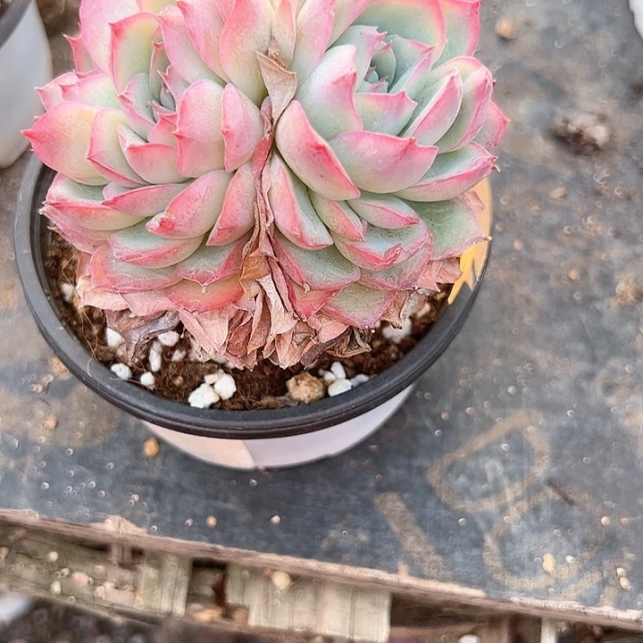 ᨳ****一物一拍多肉侧隐朵朵