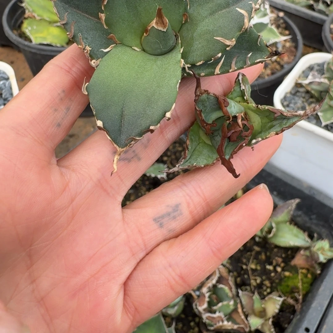 龙舌兰仁王冠籽播007芽