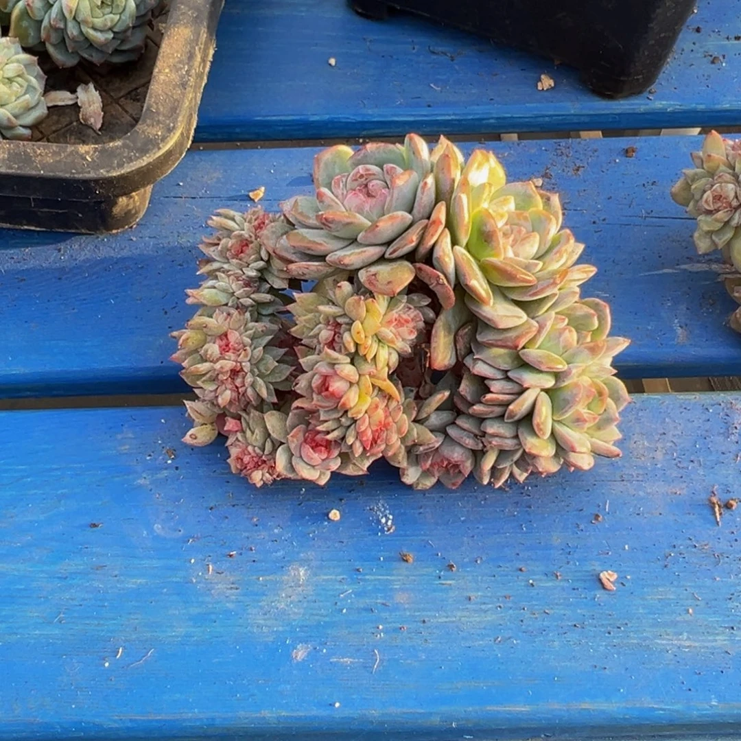 r***g水蜜桃冰魄缀微瑕