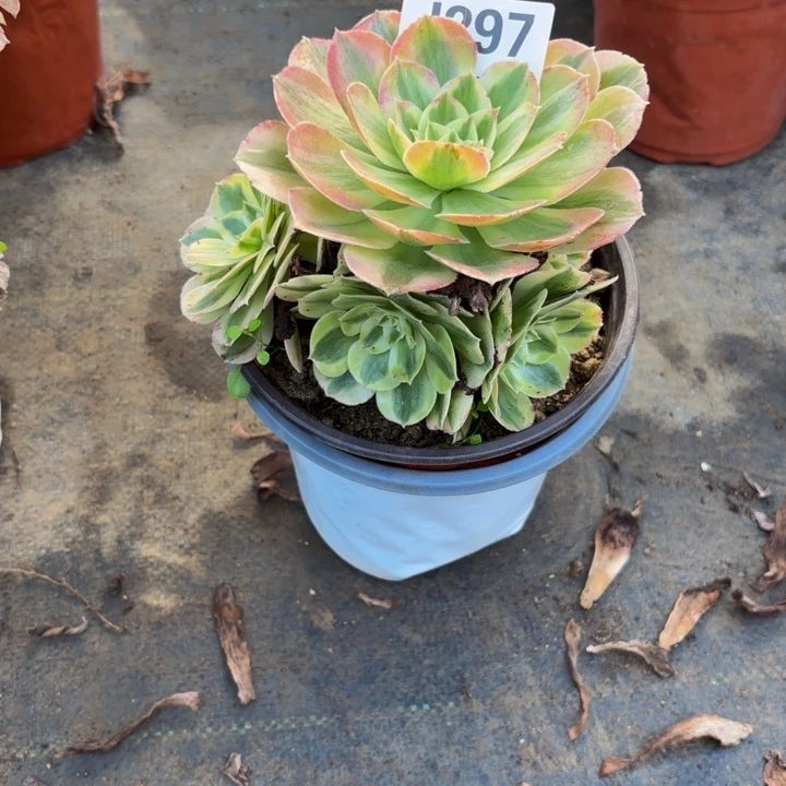 瑞妈多肉园艺297-