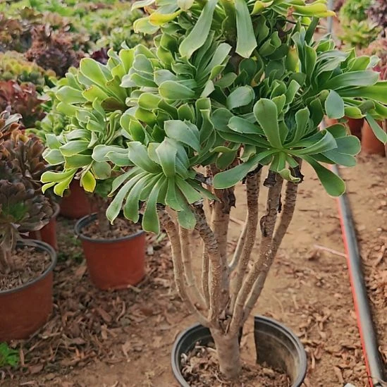 原始绿加急发货15