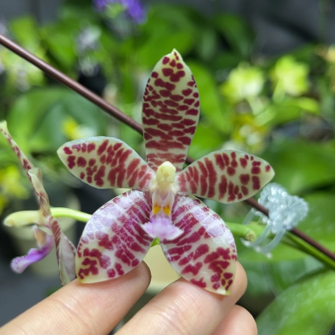 完全开放2.5寸22JZ开花株