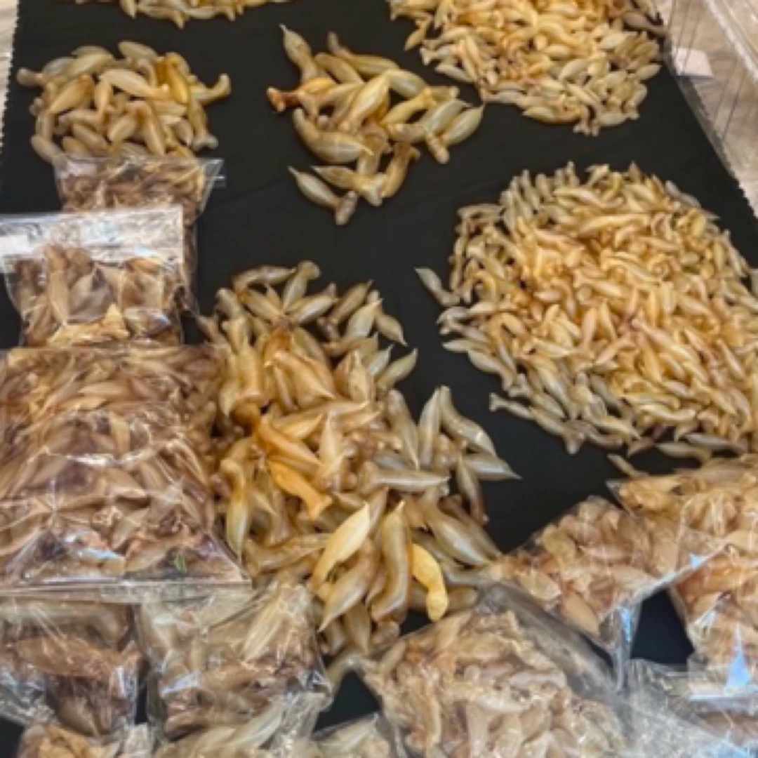 小个蜘蛛母各类规格
