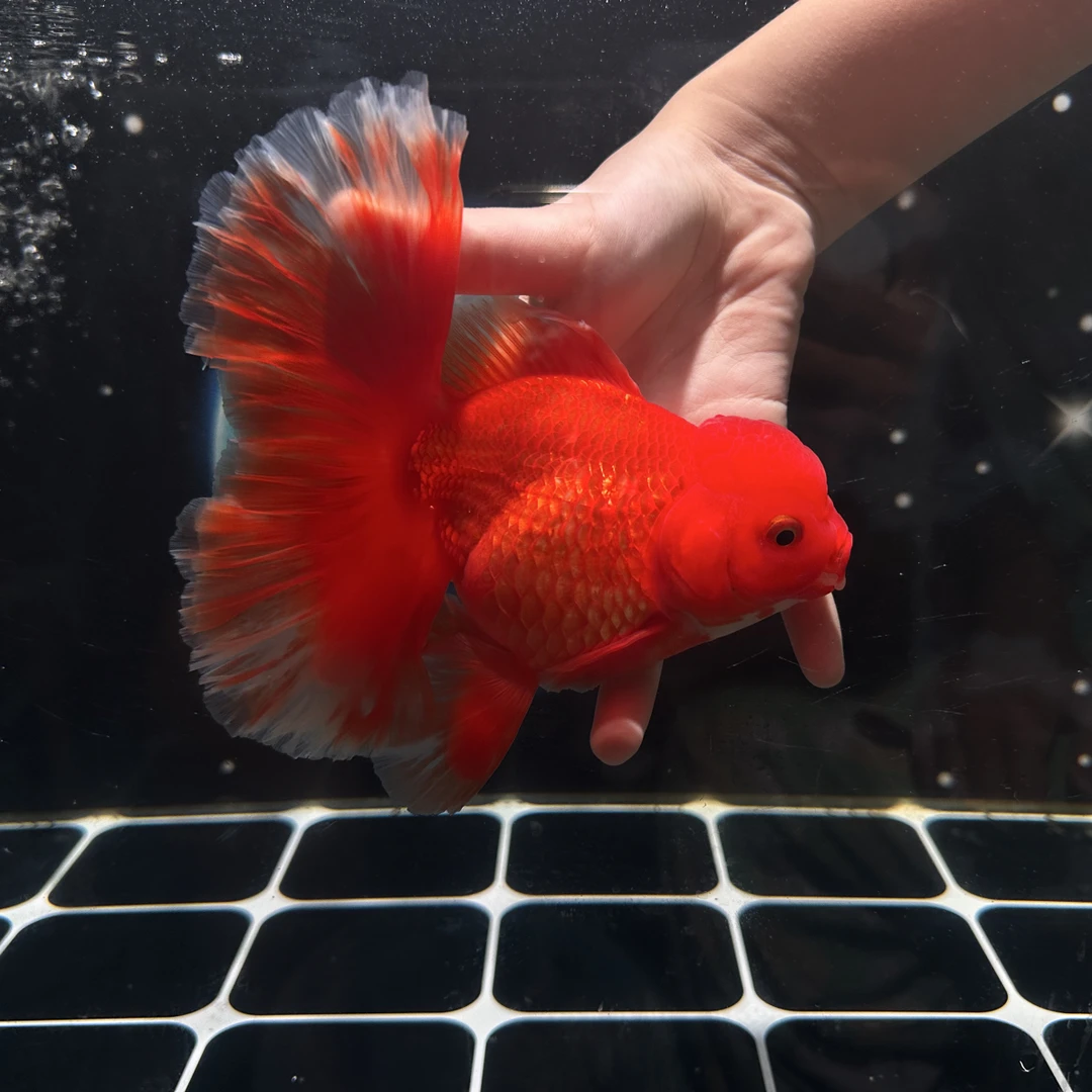 改价专用满30包邮开箱包活无开箱视频不售后直播间马印灯介意勿拍