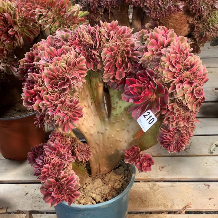 210粉女巫缀多肉法师