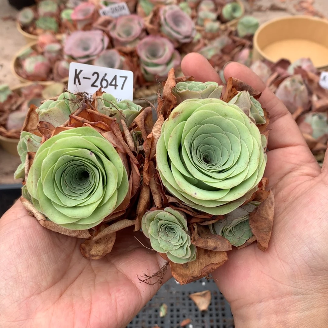 2647福利2颗c vvvvvv b